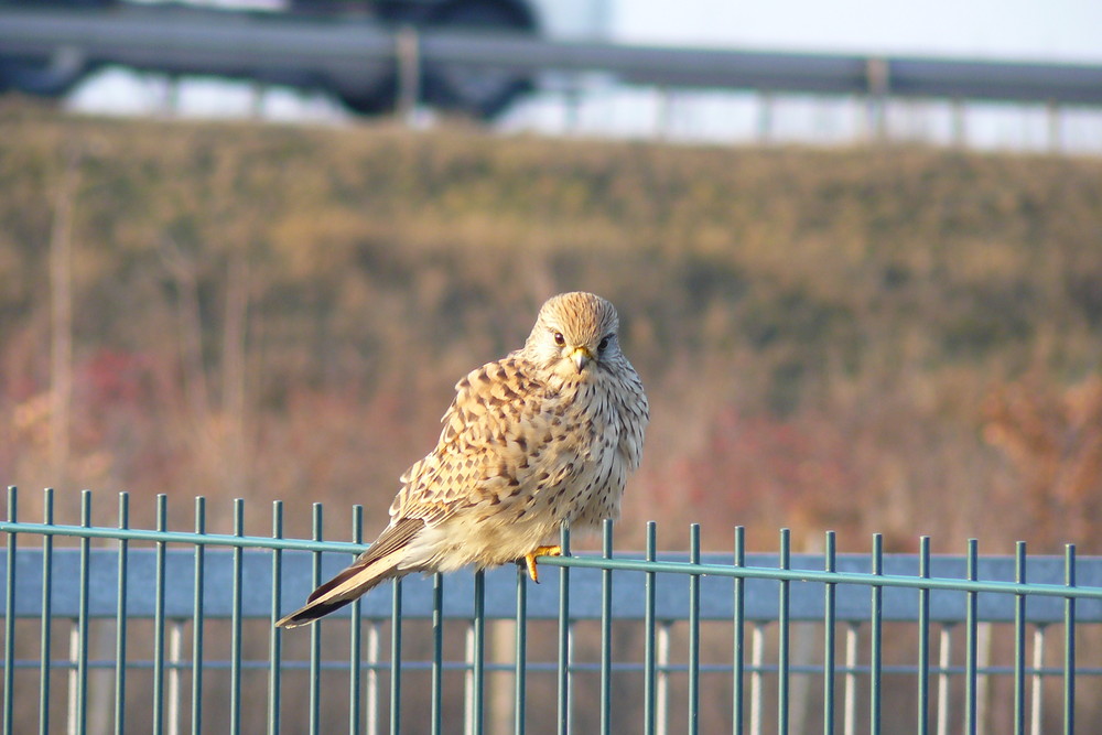 Turmfalke am Lej Airport