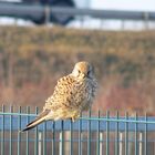 Turmfalke am Lej Airport