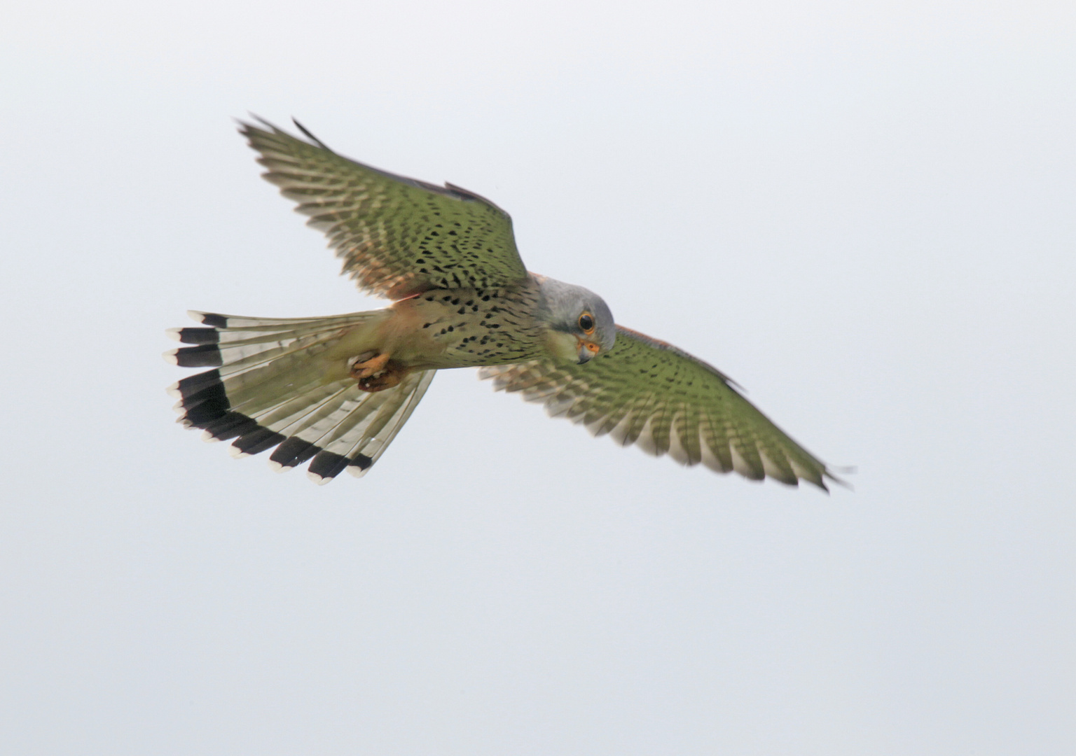 Turmfalke am Rütteln