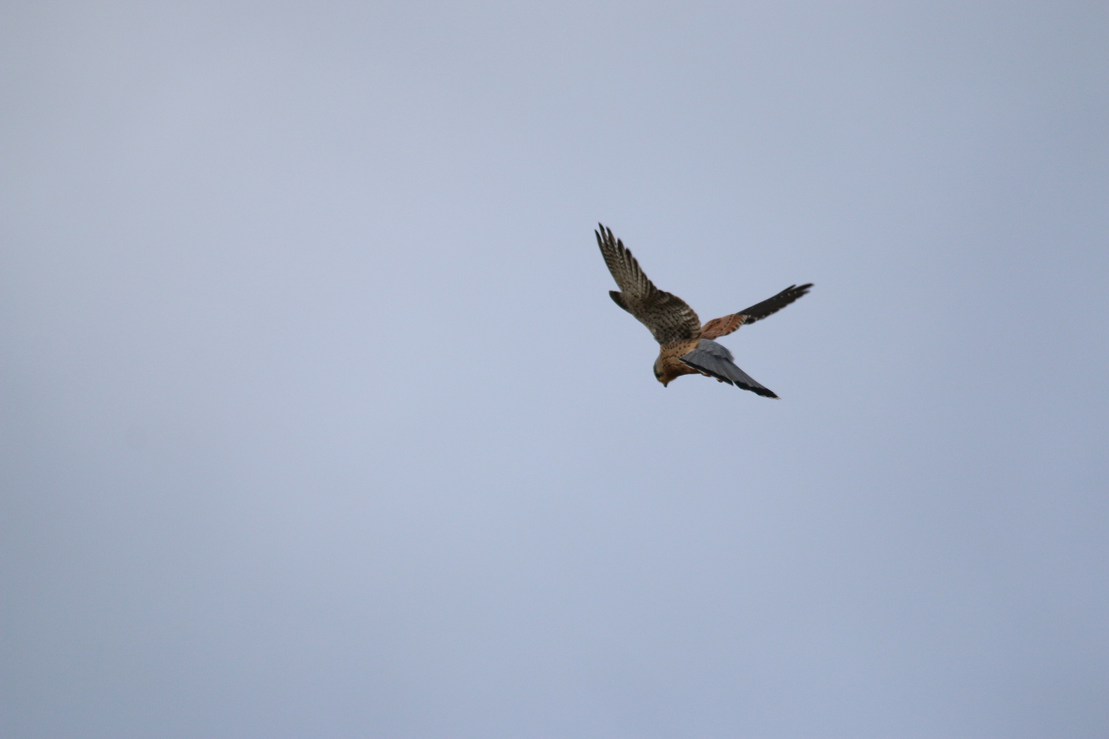 Turmfalke am rütteln