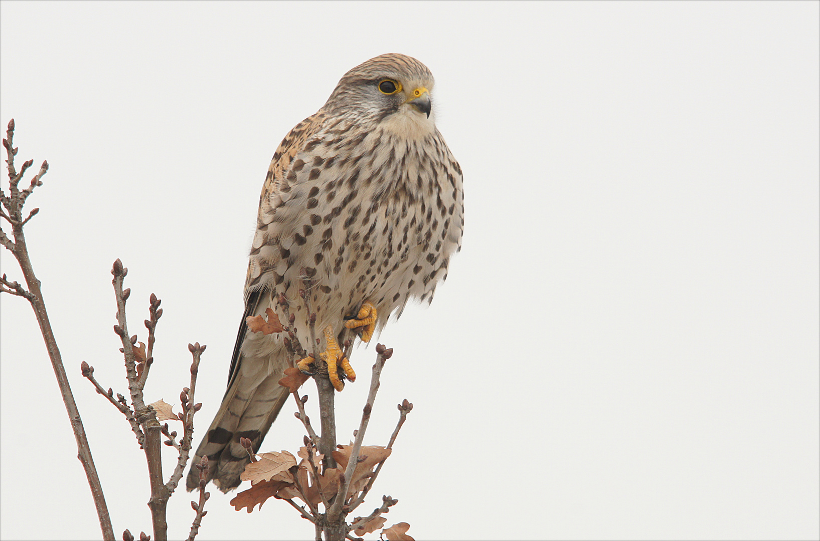 Turmfalke am Straßenrand