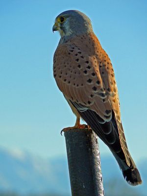 Turmfalke am Straßenrand