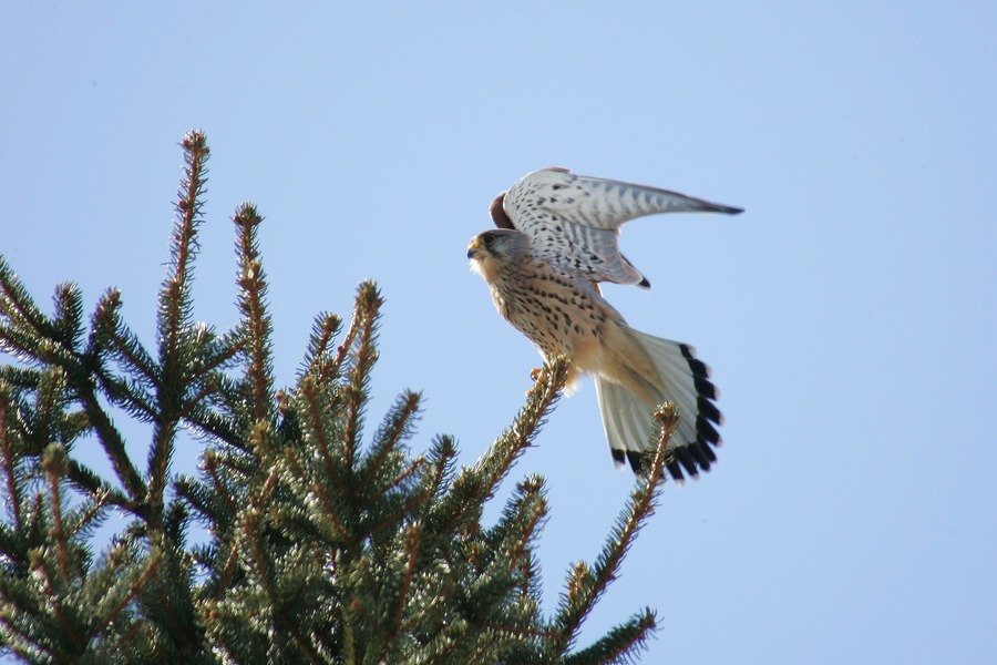 Turmfalke am Straßenrand