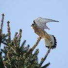 Turmfalke am Straßenrand