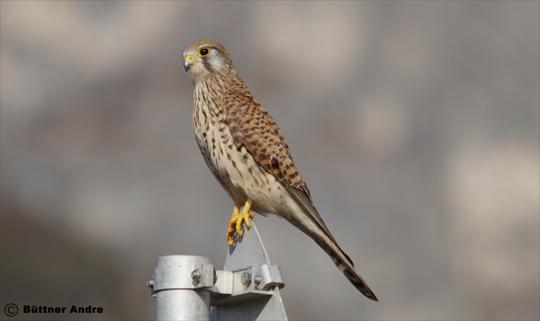 Turmfalke am Straßenrand