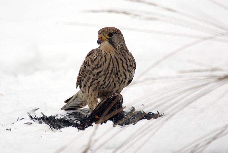 Turmfalke am Winteransitz