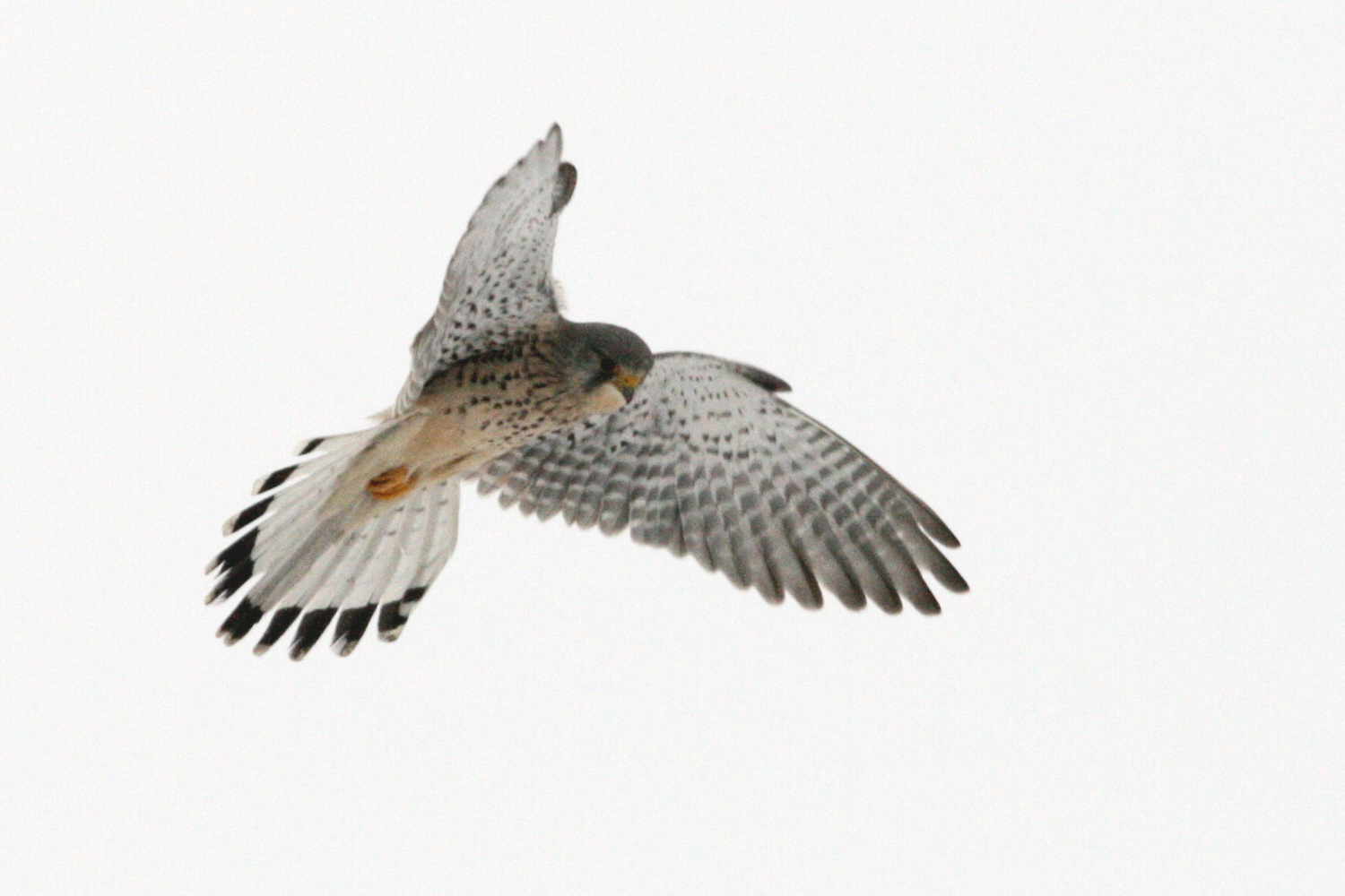 Turmfalke am Winterhimmel