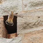 Turmfalke an der Burg in Cadolzburg