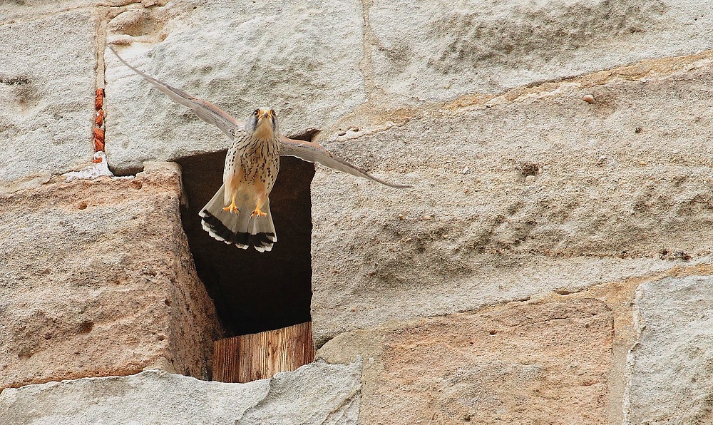 Turmfalke an der Burg in Cadolzburg