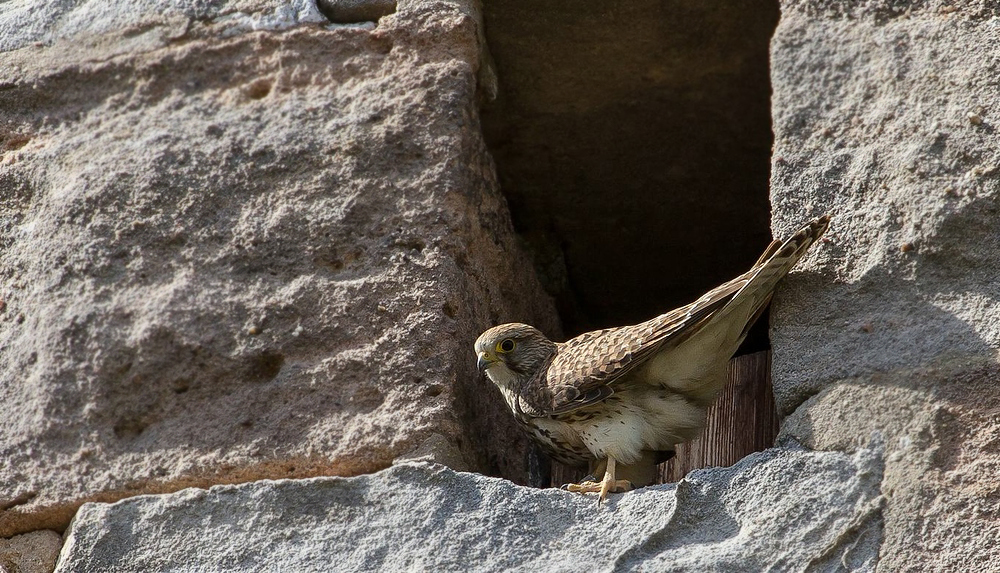 Turmfalke an der Cadolzburg