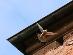 Turmfalke an der Kirche St.Johannes der Täufer, Nideggen