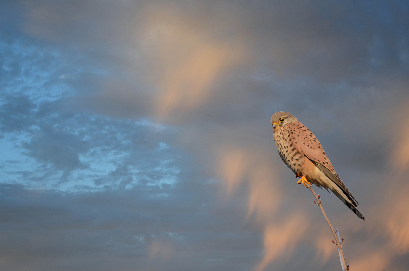 Turmfalke an der Saar bei Saarlouis 