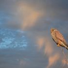 Turmfalke an der Saar bei Saarlouis 