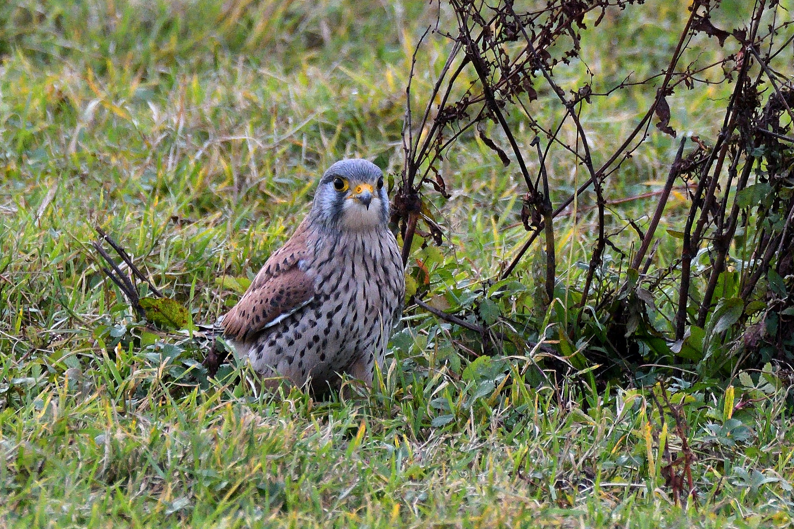 Turmfalke an seiner Vorratskammer