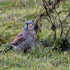 Turmfalke an seiner Vorratskammer