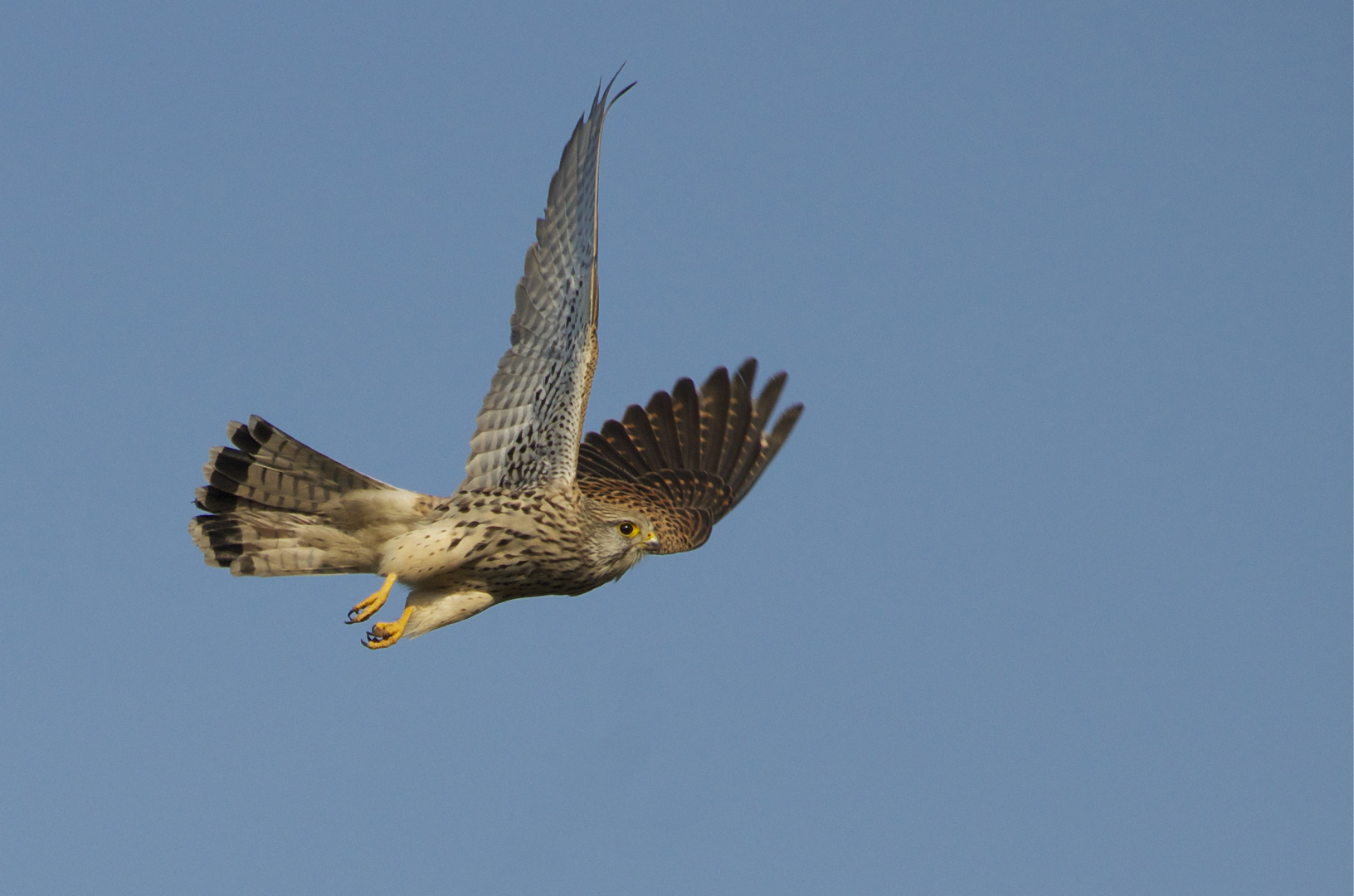 Turmfalke Angriffsflug