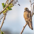 Turmfalke - Anschleichen unmöglich..