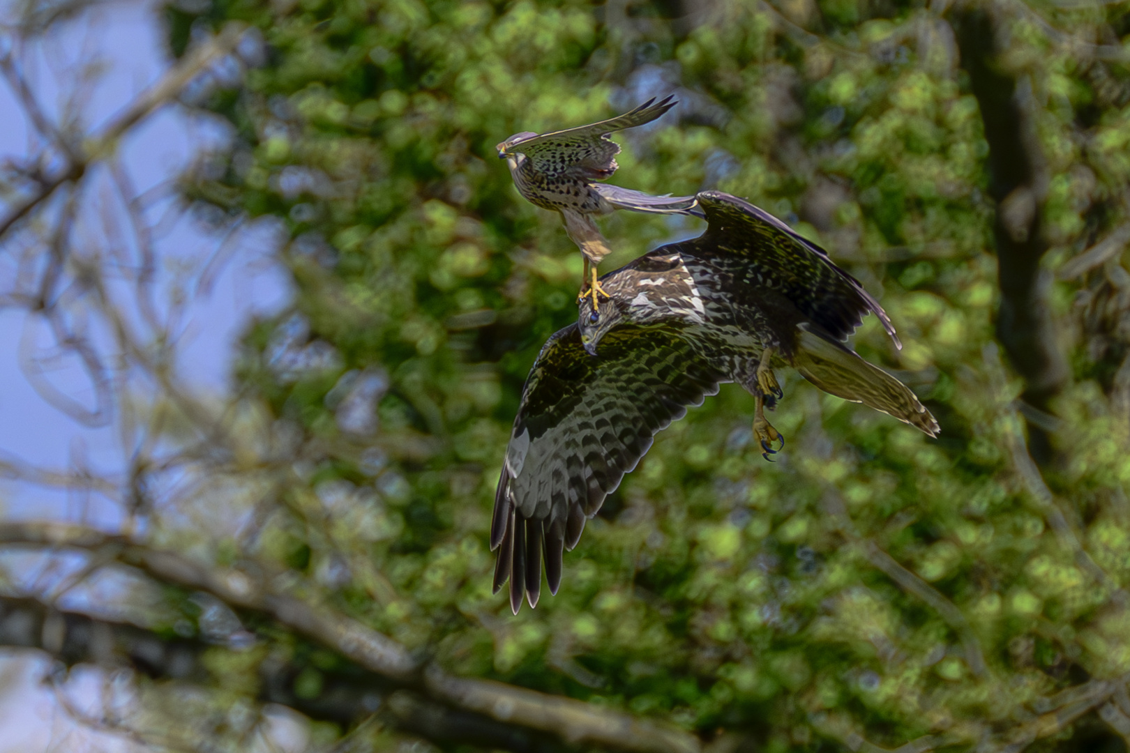 Turmfalke attackiert Maeusebussard im Flug