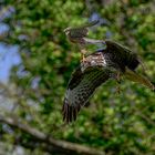 Turmfalke attackiert Maeusebussard im Flug