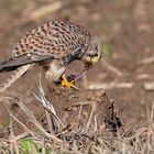 Turmfalke auf Ackerscholle mit Maus