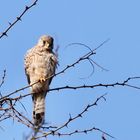 Turmfalke auf Ansitz