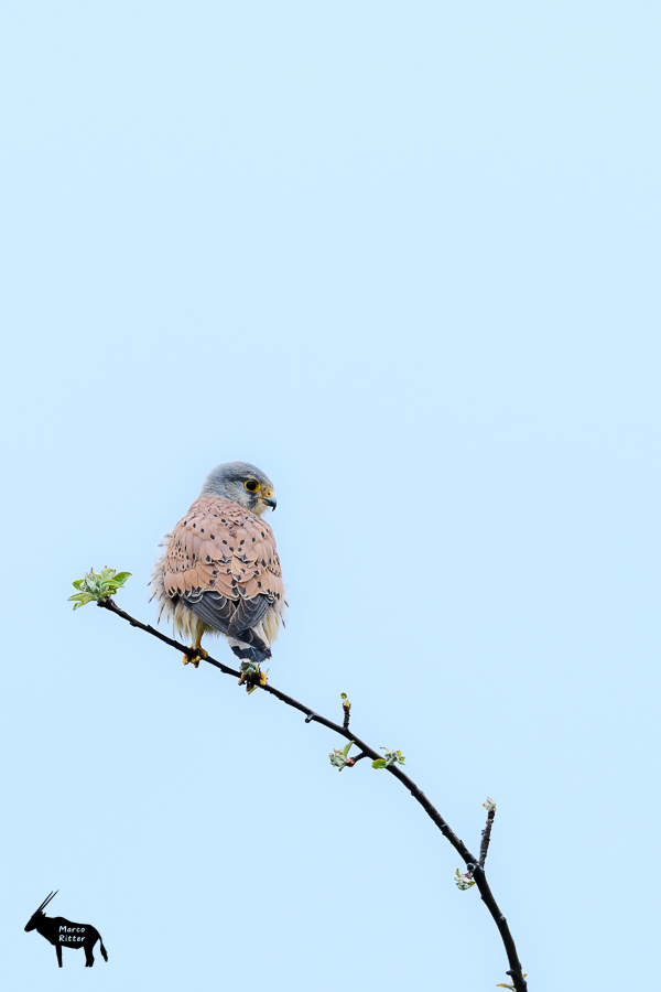 Turmfalke auf Ansitzwarte