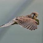 Turmfalke auf Augenhöhe