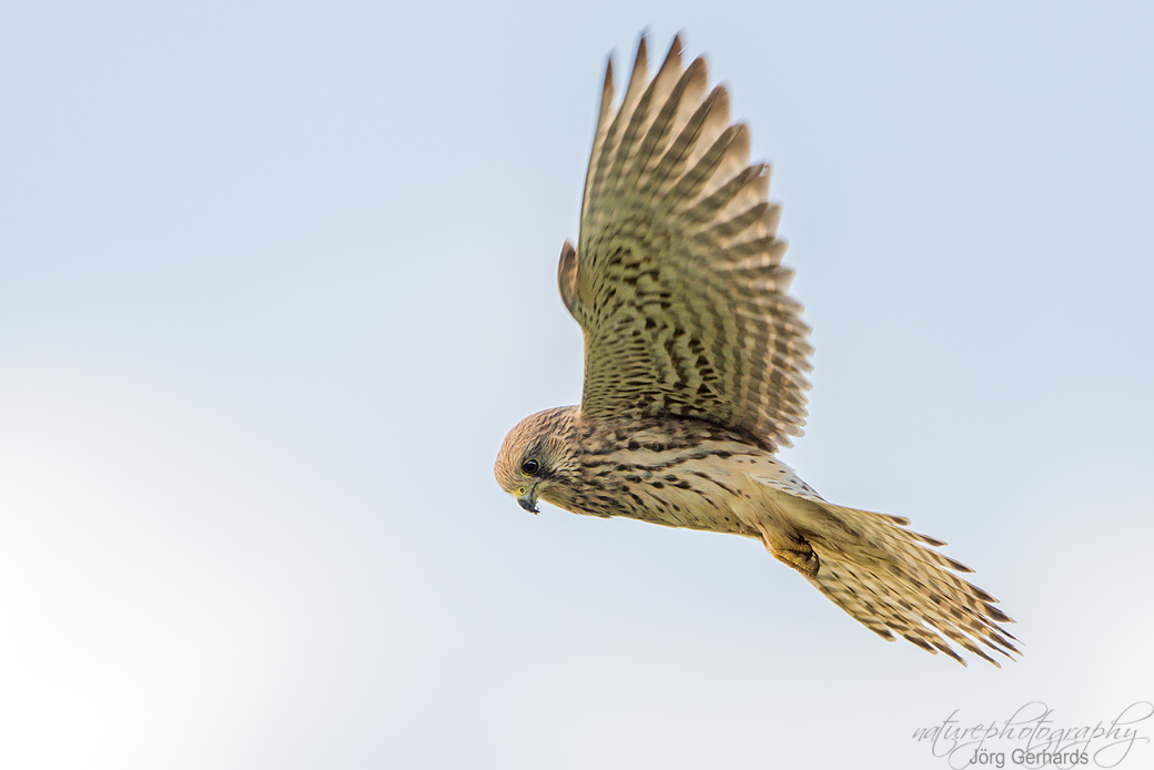 Turmfalke auf Augenhöhe....