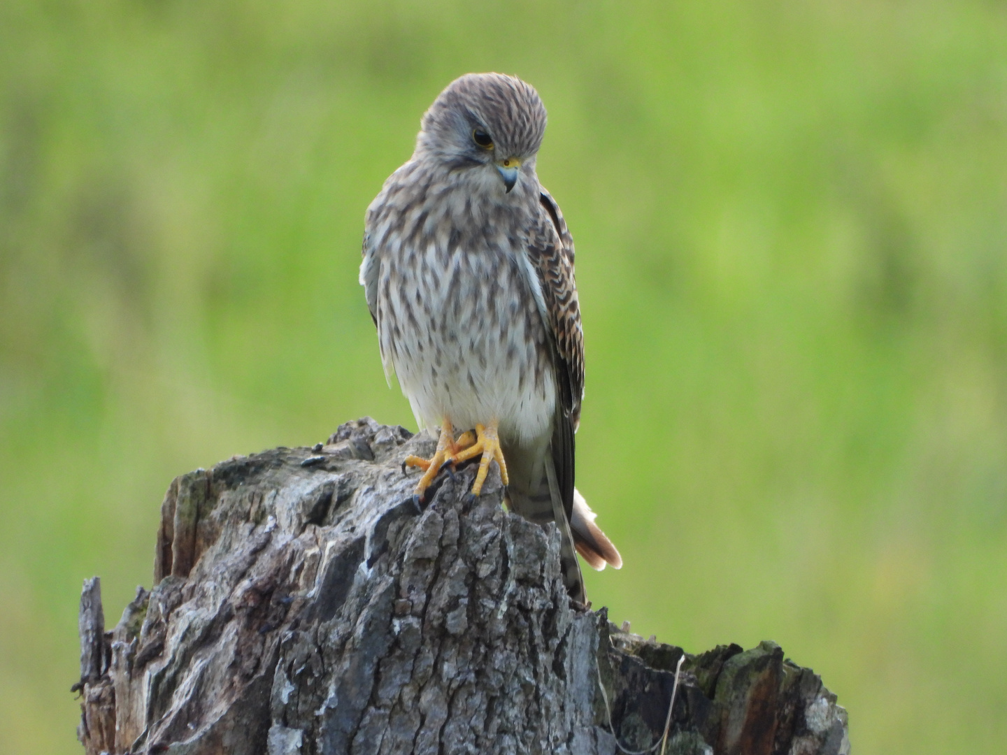 Turmfalke auf Baumstumpf.......