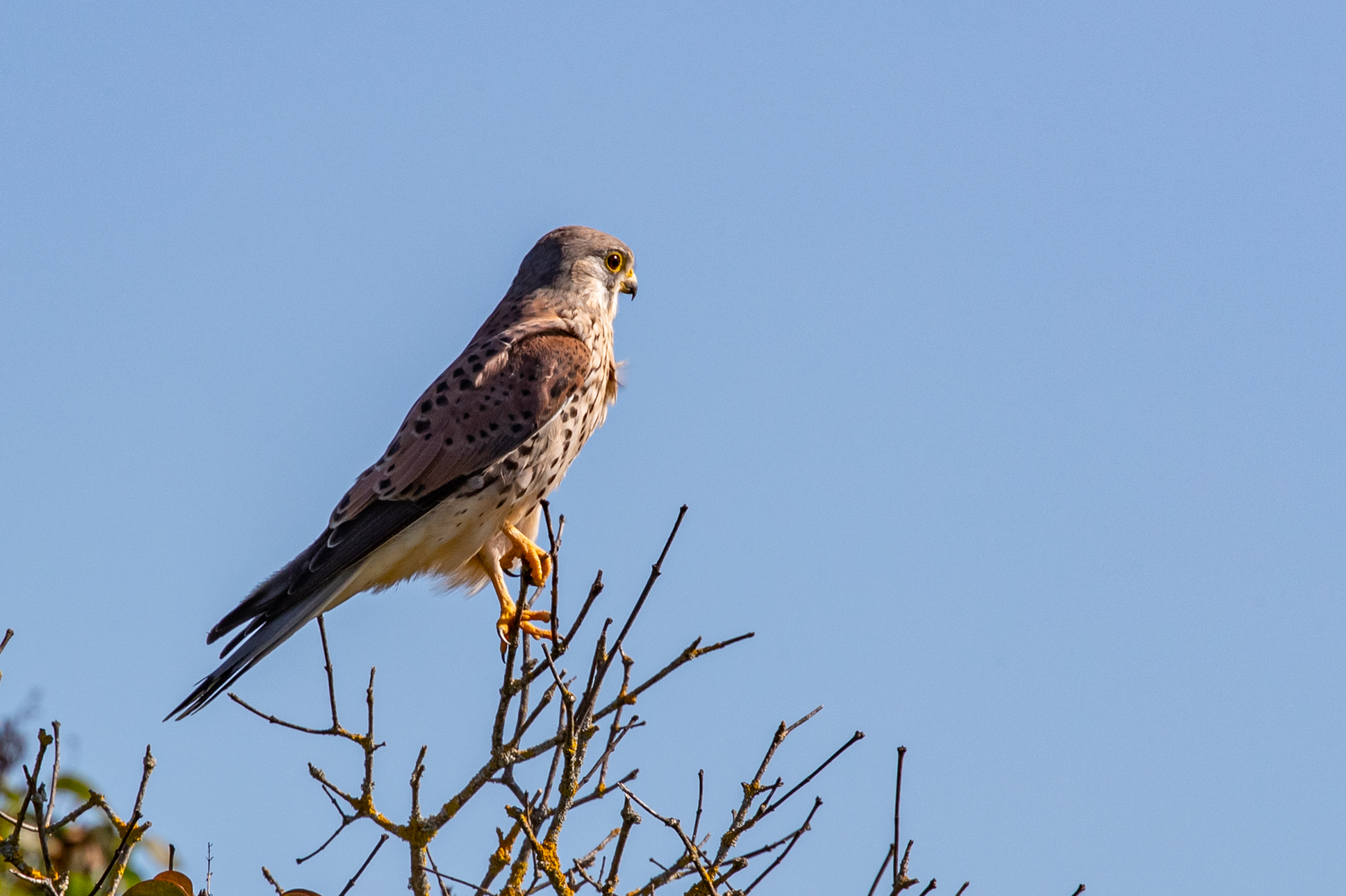 Turmfalke auf Beobachtungsposten