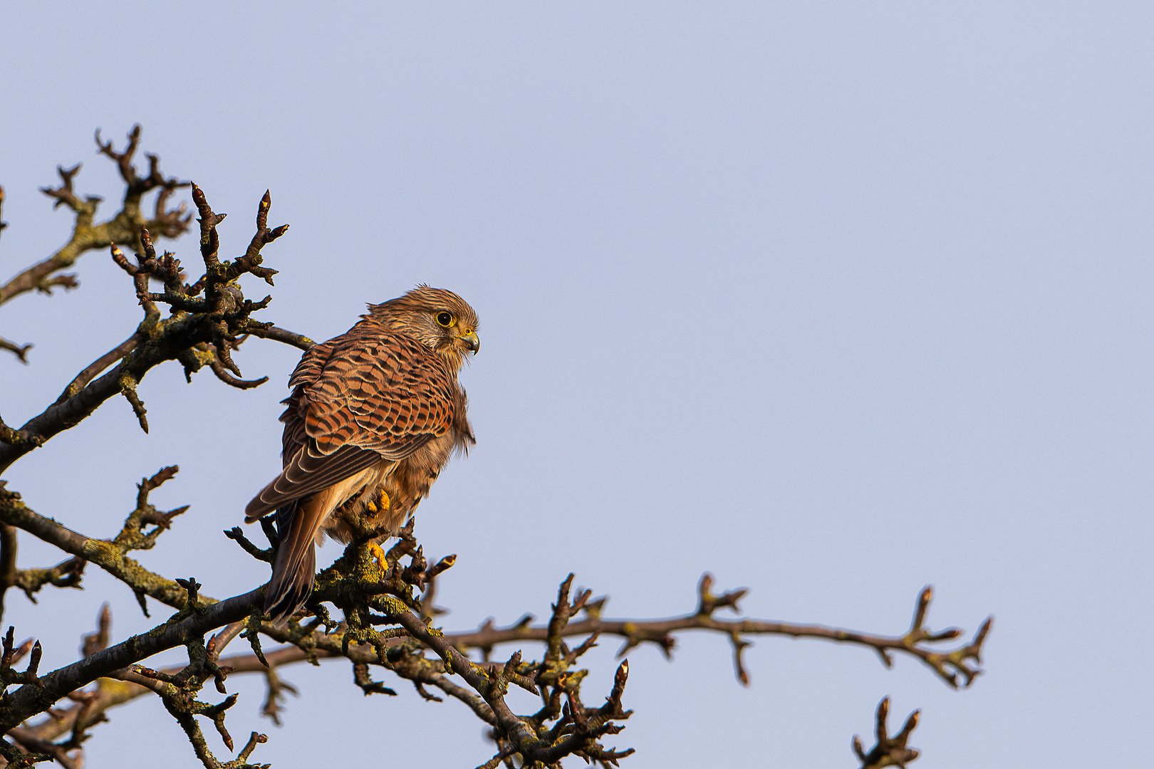 Turmfalke auf Beobachtungsposten