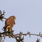 Turmfalke auf Beobachtungsposten