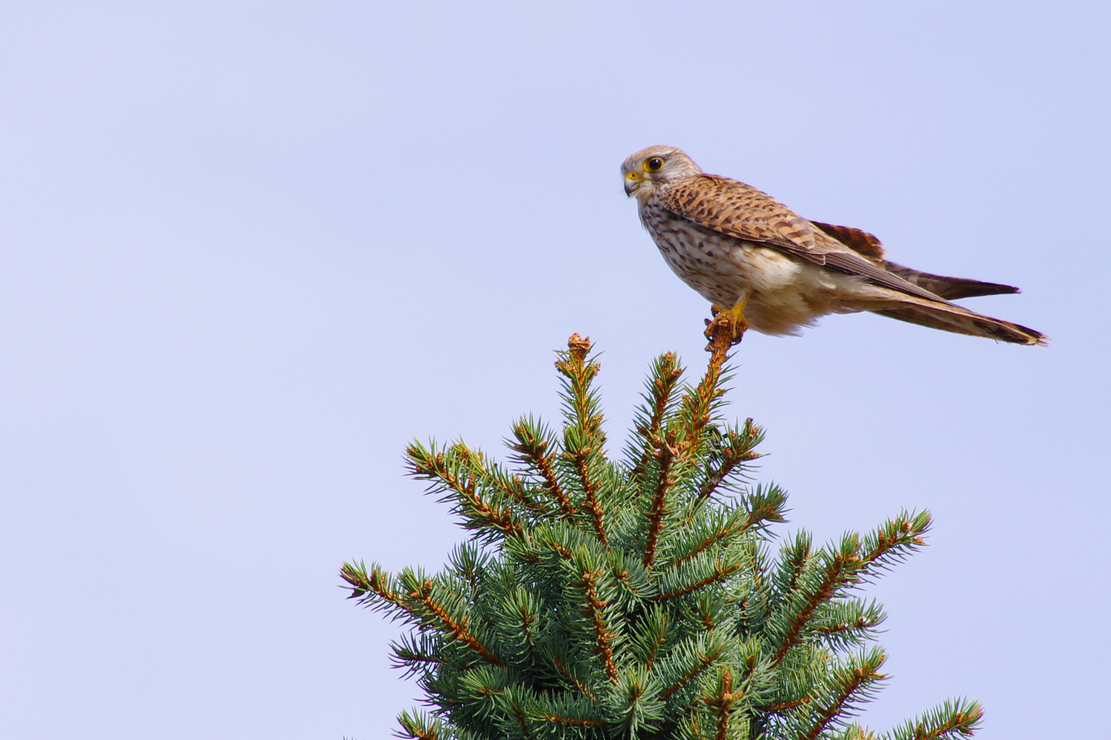 Turmfalke auf Beobachtungsposten