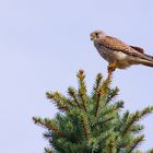 Turmfalke auf Beobachtungsposten