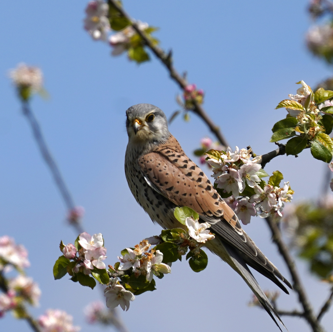 Turmfalke auf Beobachtungsposten im Apfelbaum