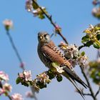 Turmfalke auf Beobachtungsposten im Apfelbaum