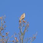 Turmfalke auf Beobachtungspunkt