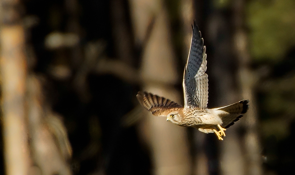 Turmfalke auf Beuteflug