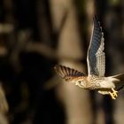 Turmfalke auf Beuteflug