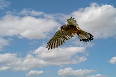 Turmfalke auf Beuteschau
