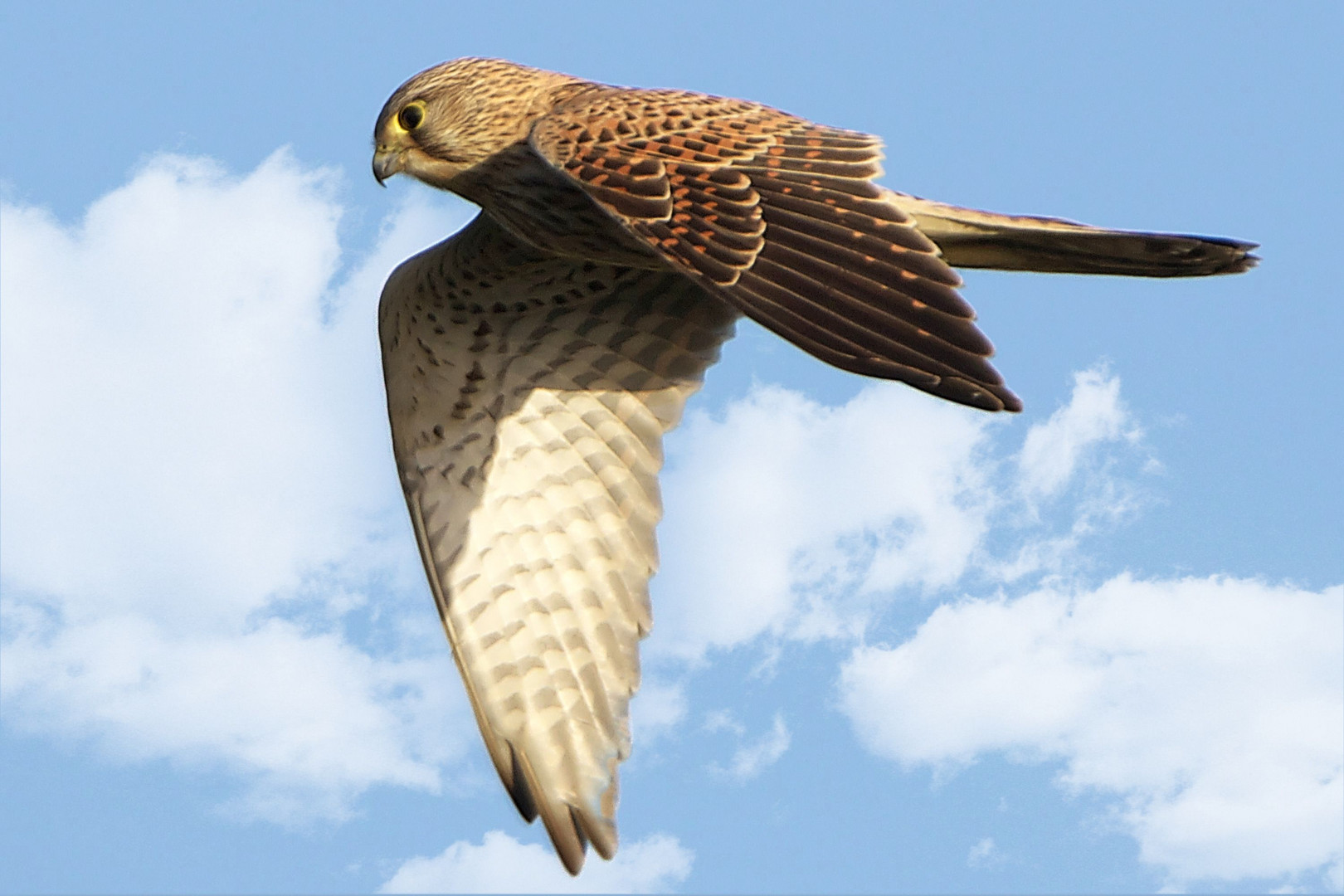  Turmfalke auf Beutesuche