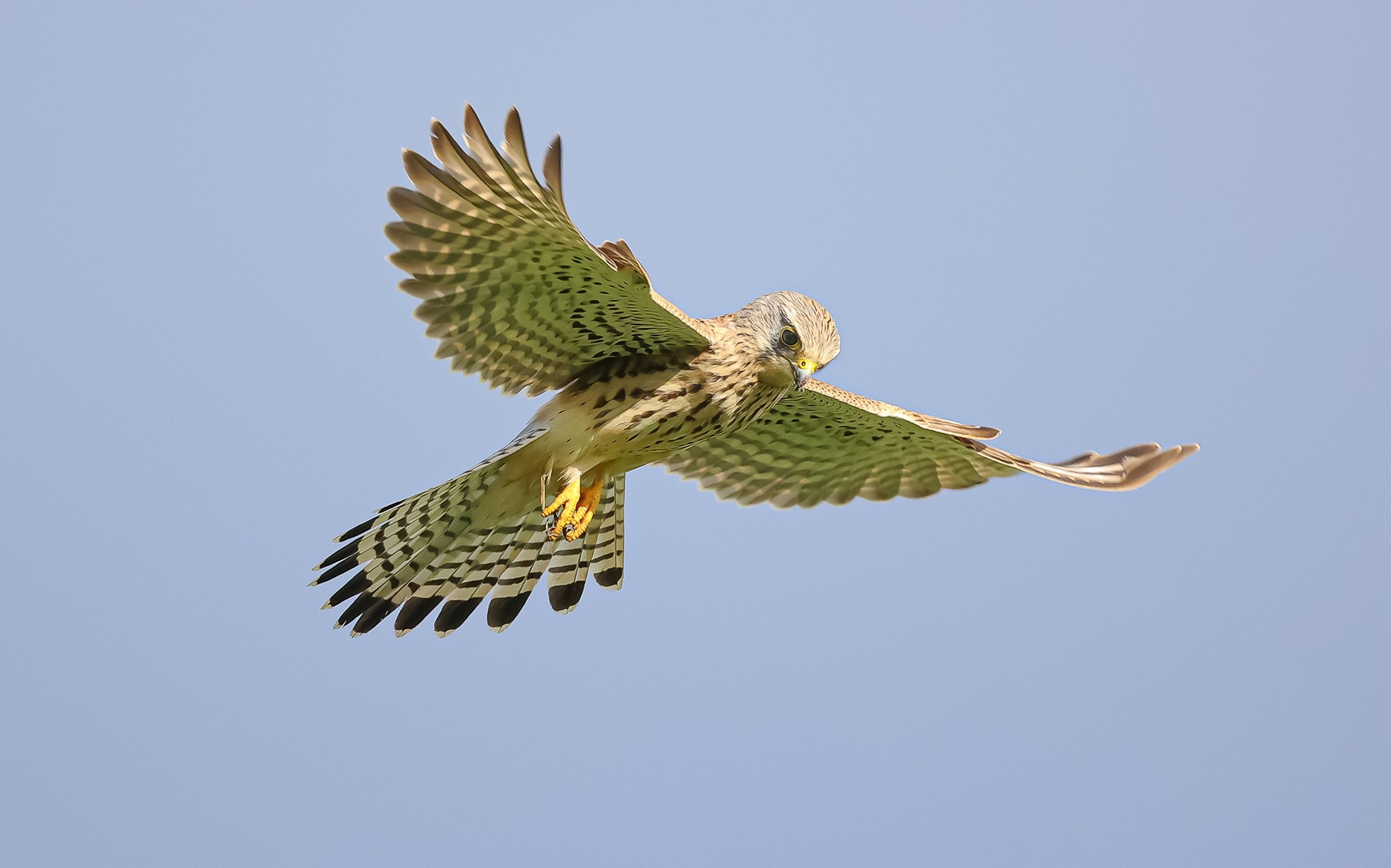 Turmfalke auf Beutesuche