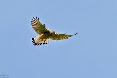 Turmfalke auf Beutezug