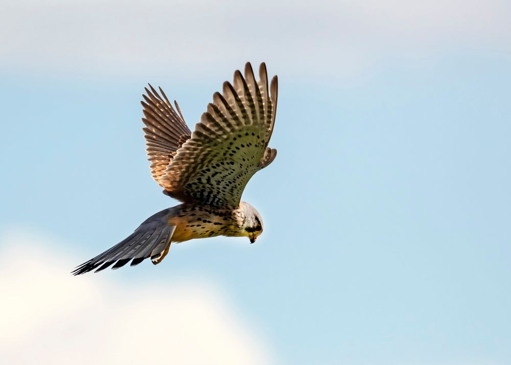 Turmfalke auf Beutezug