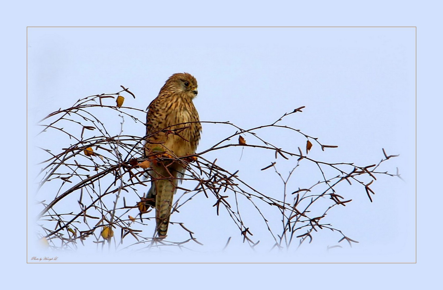 Turmfalke auf dem Ansitz