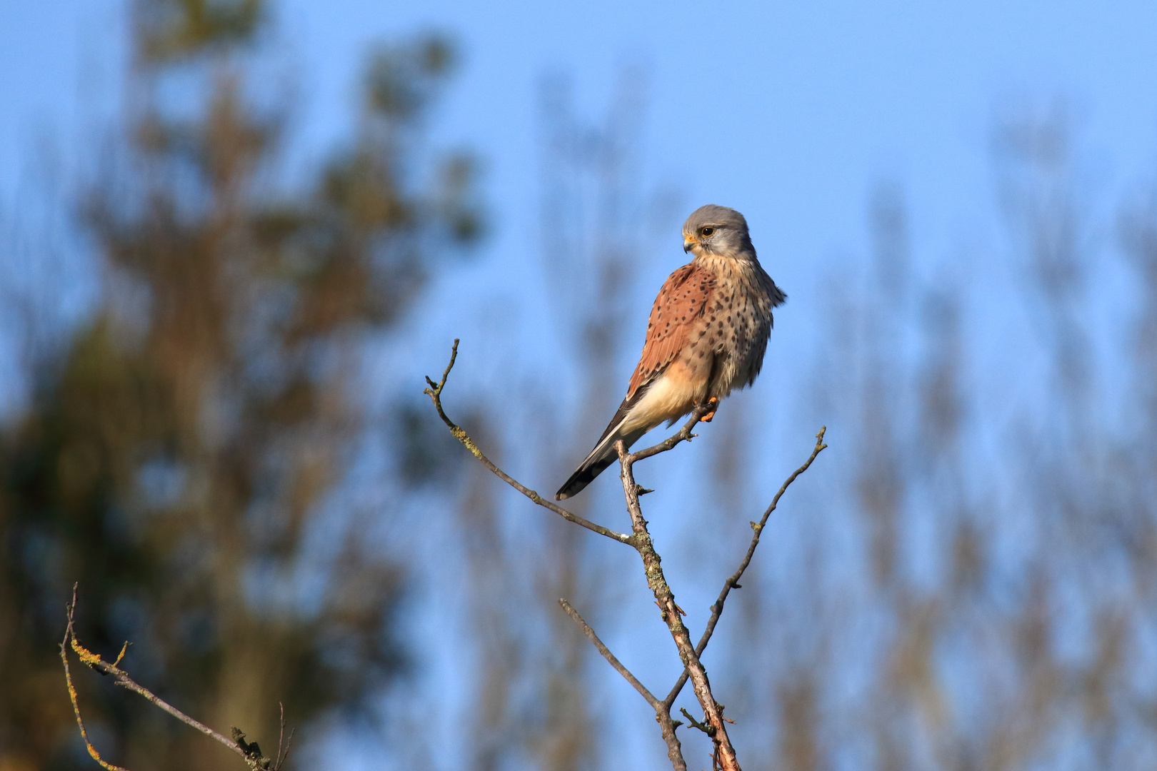 Turmfalke auf dem Ansitz