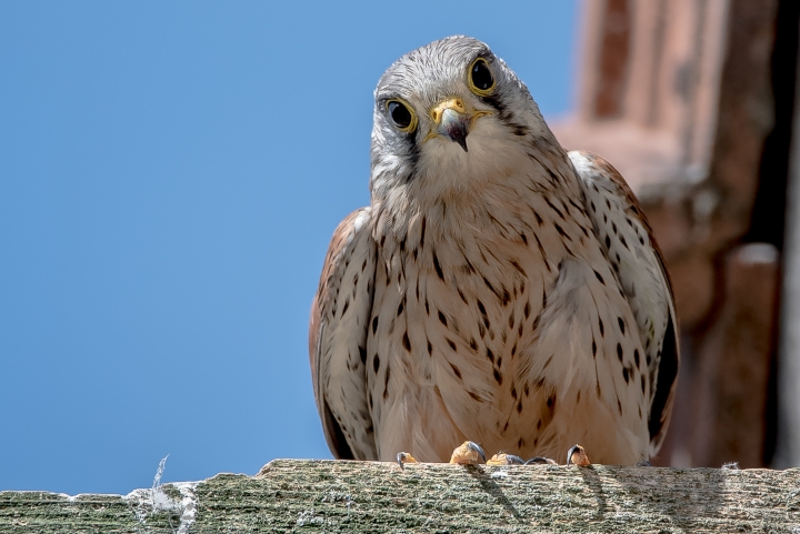 Turmfalke auf dem Ansitzbrett