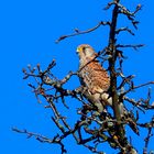 Turmfalke auf dem Baum 