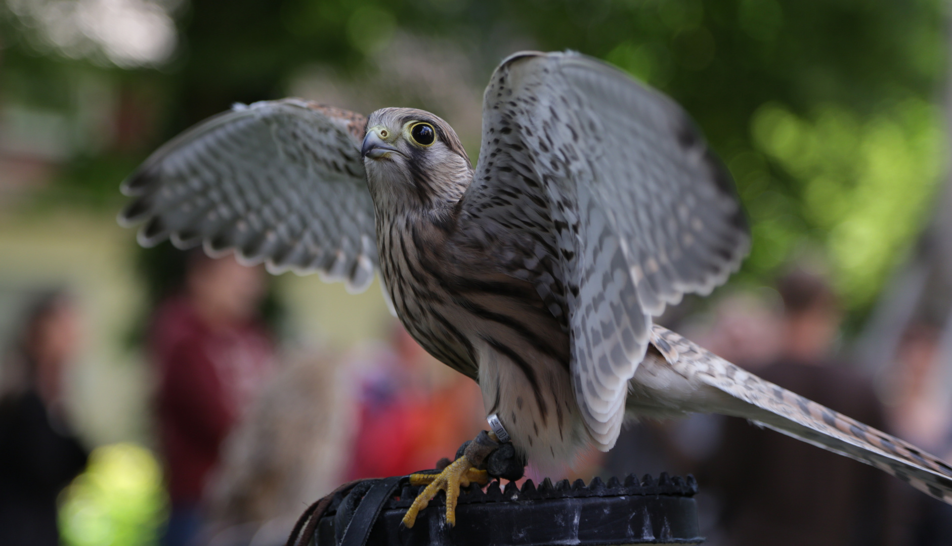 Turmfalke auf dem Catwalk #1