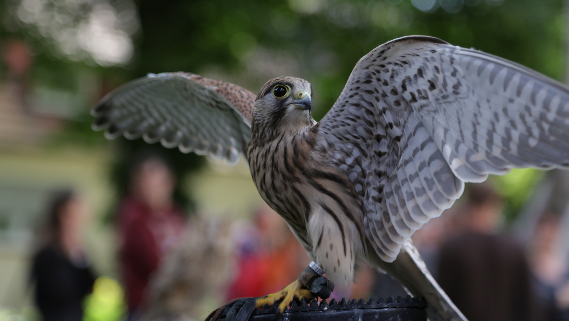 Turmfalke auf dem Catwalk #2